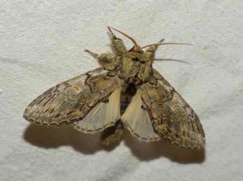 Peridea anceps